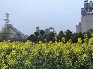 油菜花海旁的工厂设施