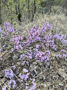 林间绽放的紫色烂漫小花