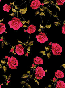 黑色背景上的粉红玫瑰花