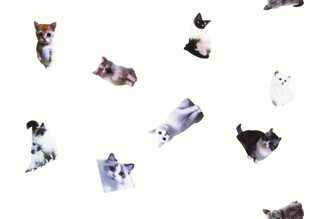 多样萌宠姿态大集合