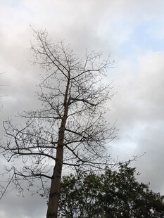 孤树挺立在多云天空下