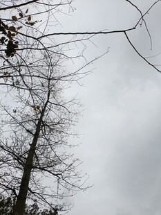 枯树伸向灰白天空