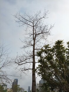 冬日枯树与葱郁树木同框