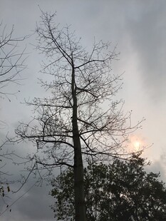 夕阳下的枯树剪影