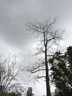 冬日枯树与阴沉天空