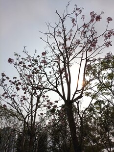 冬日枯树与稀疏繁花