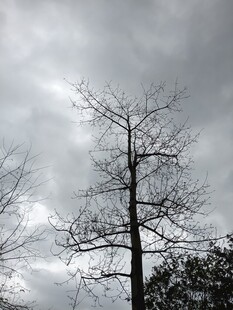 孤树傲立阴云下