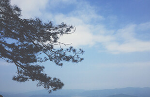 蓝天树枝下的开阔景致