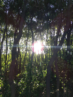林间阳光穿透茂密树林