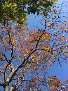 秋日蓝天树枝黄叶景观