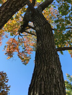 秋日大树仰拍景致