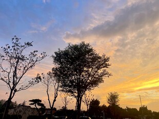 夕阳下的树木剪影