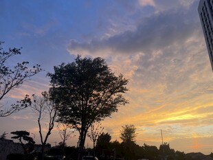 夕阳下的树木与城市天际