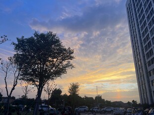 城市黄昏美景   树与高楼相伴