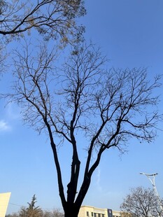 冬日光秃树木与晴朗天空