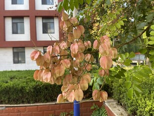 枝头枯黄树叶  秋意初显