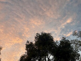 夕阳下的树梢与绚丽云彩