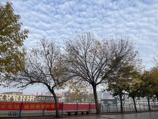 冬日公园萧瑟树木景象