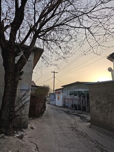 乡村小道旁的光秃老树