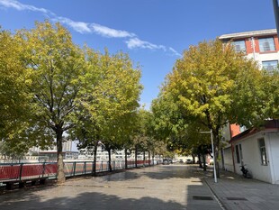 街道旁绿树成荫的景象