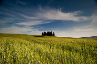广袤田野上的葱郁树木