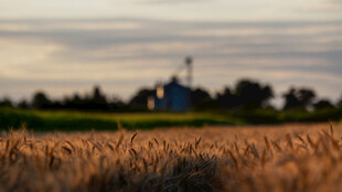 夕阳下的麦田与远处风车