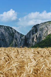 金黄麦田映衬巍峨山峦