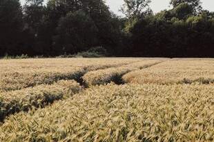 金黄麦田展现田园风光