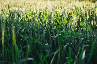 阳光照耀下的翠绿麦田