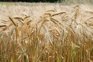 金黄麦田的丰收景象