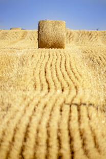 田野中的金色干草卷