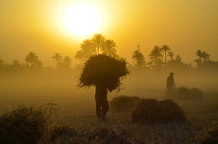 晨雾中背负柴禾的乡村身影
