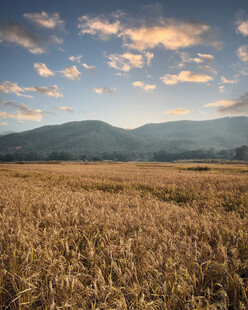 金黄麦田与远山的美丽景致