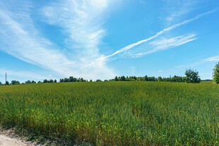 广袤麦田与晴朗蓝天