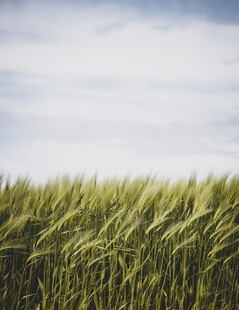 绿意盎然的田野