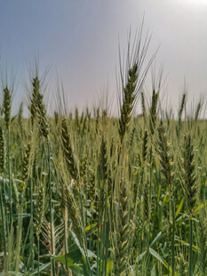 阳光照耀的金黄