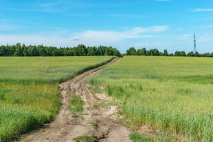 田野间的蜿蜒泥路