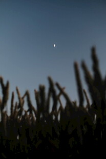 夜幕下的草尖与天际孤星