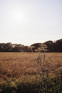 田野风光