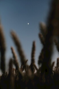 夜幕下的植物与天际微光