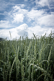 蓝天白云下的绿意