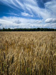 金黄麦田与蓝天白云美景