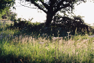 田野中的孤树与茂盛野草