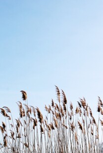 蓝天映衬下的芦苇丛