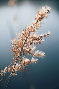 干枯芦苇特写