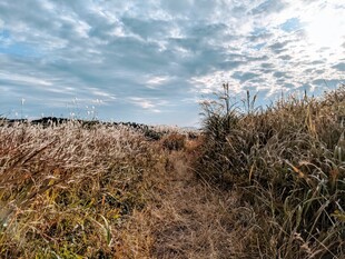 秋日原野中的小径
