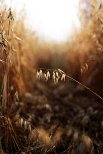 秋日田野里的金黄麦穗
