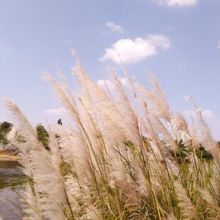 风中摇曳的美丽蒲苇