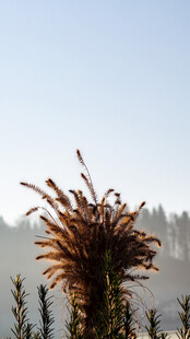 晨雾中的挺拔松枝