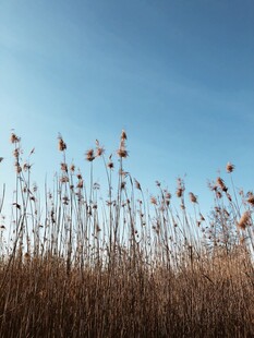 蓝天映衬下的野生植物